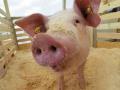 Украина запретила поставки свиного мяса из России