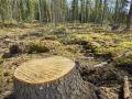 Под Киевом вырубили леса на 8 млн грн  