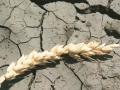 Россия подсчитала убытки от засухи
