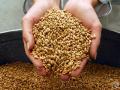 Янукович поручил закупить в Аграрный фонд 4-4,5 млн т зерновых