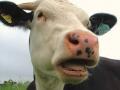 Украина будет закупать коров в Канаде