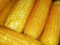 1 млн. тонн кукурузы может пропасть из-за ограничения экспорта – УЗА