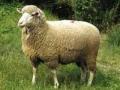 Ветеринарная служба разрешила ввоз овец из Венгрии