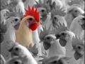 АМКУ запретил производителям курятины повышать цены