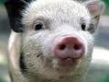 В Украине растет поголовье свиней