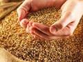 Из Украины вывезли более 11,6 млн тонн зерна 