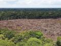 Амазонские леса исчезнут через 43 года – исследование