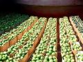 Эксперты дали прогноз по ценам на арбузы в Украине