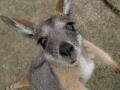 Австралия предлагает экспортировать в Украину мясо кенгуру
