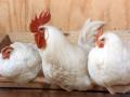 Украина может начать экспорт мяса птицы в ЕС 