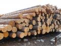 Госагентство оценило убытки от незаконных вырубок лесов