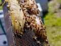 Кабмин впервые выделил дотации пчеловодам