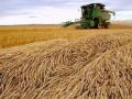 Цьогорічний врожай вдвічі перевищить потреби України в продовольстві, - Мінагрополітики
