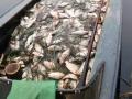 Штрафи за незаконний вилов риби в Україні підняли в десятки разів