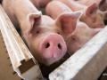 Украина в четыре раза увеличила импорт свинины 