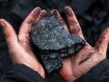 Россия поставляет уголь из ОРДЛО в 19 стран — исследование