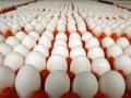 Украинский бизнесмен заработал на яйцах почти $230 млн
