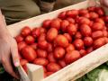 Помідори стають "золотими": ціни б'ють рекорди – що буде далі