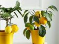 Як виростити кімнатне лимонне дерево, яке буде плодоносити