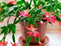 Як змусити цвісти декабрист (різдвяник) на новорічні свята: чим підгодувати у листопаді