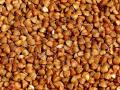 В Україні очікують зростання цін на гречку: в чому причина