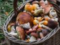 Які гриби можна збирати та їсти в листопаді в Україні
