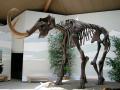 Музей нашел скелет мамонта в собственном подвале