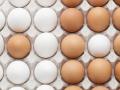Чим відрізняються білі яйця від коричневих. Розвінчуємо головний міф