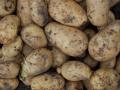 Украина начала закупать картофель в Беларуси: как отличить продуктовые клубни от технических сортов