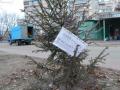 Коммунальщики начали обрабатывать киевские елки «антиворовскими» химикатами