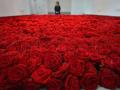 Ко Дню всех влюбленных США купят миллионы роз