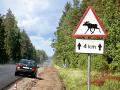Дикие животные на дорогах: зоозащитники просят водителей быть внимательнее
