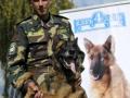 Лучше всех в СНГ наркотики обнаруживают служебные собаки пограничников Украины