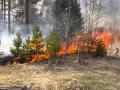 В Черниговской области горел лес: пламя охватило 15 гектаров