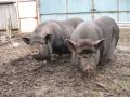 В Днепропетровской области спасли семью вьетнамских свинок
