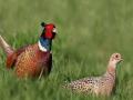 На Волыни восстанавливают популяцию фазанов