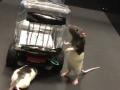 Крыс научили водить автомобиль в Университете Ричмонда, США