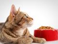 Чим краще годувати дорослого кота