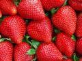 Купити полуницю авансом. Скільки коштує українська ягода з теплиці та з грядки? 