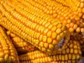 Украина увеличила экспорт кукурузы более чем в 2 раза - аналитики