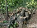 Черные лесорубы стремительно уничтожают леса Днепропетровщины 