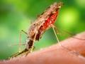 В США запускают производство новых лекарств от малярии