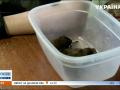 В киевской квартире живет 400 летучих мышей