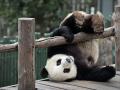 В Бельгии родились милейшие малыши панды