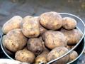 В Украину завезли ядовитый картофель
