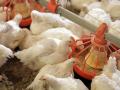 ЕС приостановил импорт мяса птицы из Украины