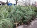 ПЦУ призывает "не убивать" елки на праздники