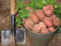 Импорт и огородники: в Украине дешевеет рекордно дорогая картошка