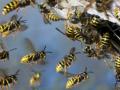В Германии за убийство осы можно получить штраф в 65 тысяч евро 