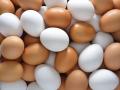 Органы ветконтроля Латвии полгода будут усиленно проверять яичные продукты из Украины